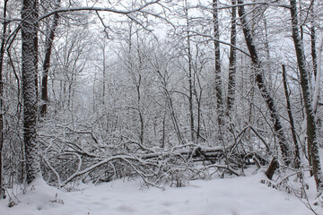 winter forest in the snow