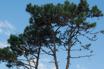 Árbol alto con piñas