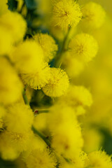 Holiday spring card with gold mimosa blossom. 8 March Women Day Card. Acacia dealbata golden bloom. Yellow mimosa flower.