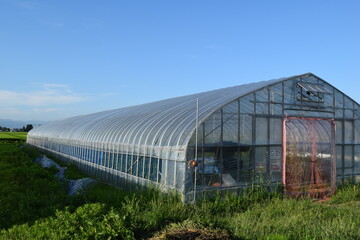Obraz premium ビニールハウス 温室栽培