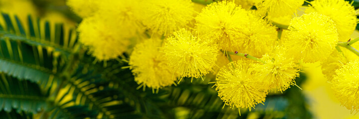 Obraz premium Holiday spring banner with gold mimosa blossom. 8 March Women Day Card. Acacia dealbata golden bloom. Yellow mimosa flower.