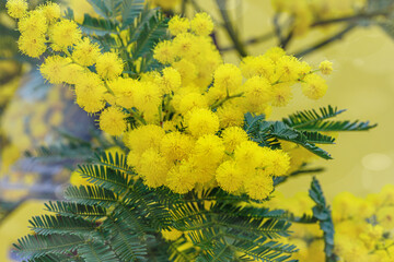 Fototapeta na wymiar Holiday spring card with gold mimosa blossoms. 8 March Women Day Card.