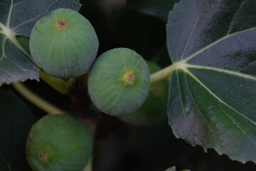 Frutos de una higuera 