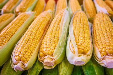 Corn in a husk close-up