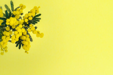 Obraz premium 8 March Women Day Card. Acacia dealbata golden bloom. Yellow mimosa flower.