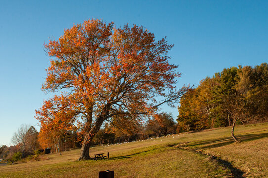 Autumn at Lamoine State Park
