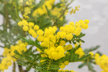 Yellow mimosa flower.
