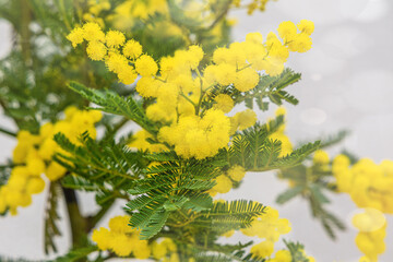 Holiday spring card with gold mimosa blossom. 8 March Women Day Card. Acacia dealbata golden bloom. Yellow mimosa flower.