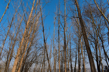 picture of poplar or populus trees farming