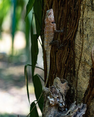 
Close up of a chameleon in the garden