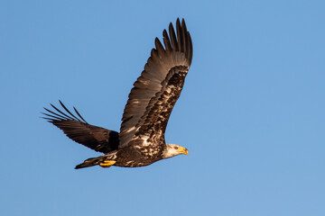 eagle in flight
