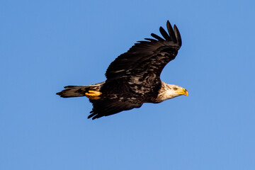 bald eagle in flight