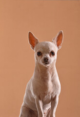 Chihuahua retratada con luz de estudio.