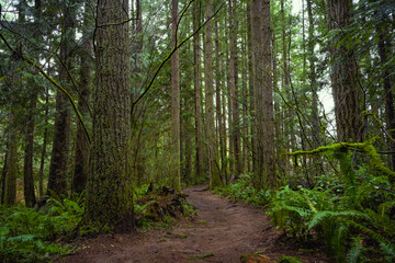 2021-02-04 A PEACEFUL PATH WINDING THROUGH THE FOREST IN THE PACIFIC NORTHWEST