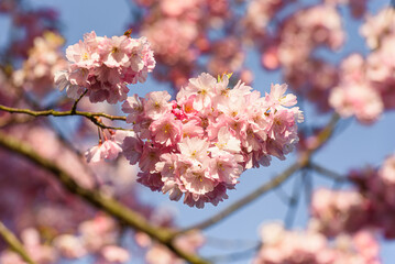 Packed bunch of cherry blossom framed by branch