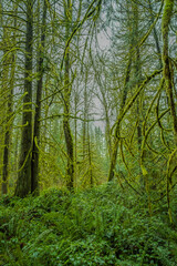 Fototapeta na wymiar 2021-02-04 MOSS COVERED TREES WITH LUSH UNDERBRUSH IN A PACIFIC NORTHWEST FOREST