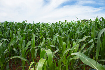 Beautiful healthy green corn field growing to be consumed as organic staple food