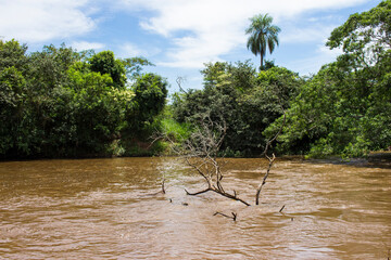 Tree on the river Sao Lourenco; green vegetation and muddy water