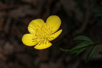 Close-up of a yellow flower (Ranunculus bulbosus) on black background