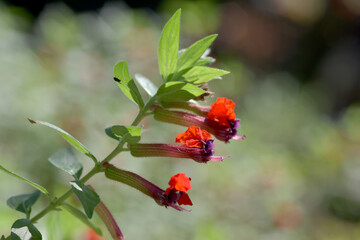 クフェア・プルプレア