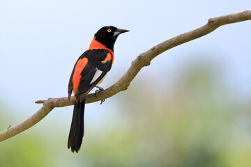 Campo Troupial ((Icterus jamacaii) perched on a log under an unfocused background
