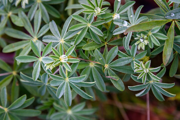 Closeup of raindrops on the foliage of a lupine plant, as a nature background
