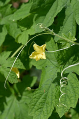Fototapeta premium 瓜の花