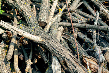Habitat pile , stack of dry woods
