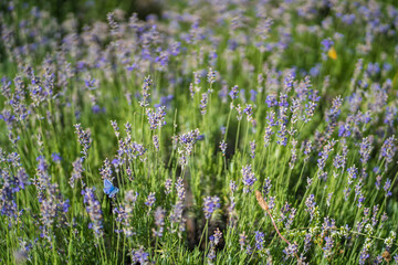 
Close up of lavender flowers