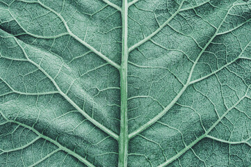 Green burdock leaves texture background. Close-up, macro