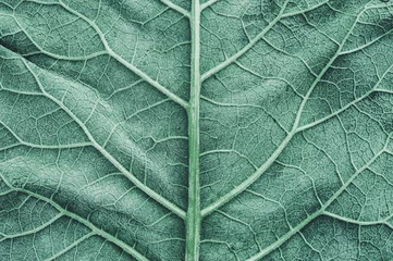Grüne Klette verlässt Texturhintergrund. Nahaufnahme, Makro © Alena Prylepa