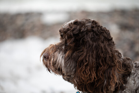 Beautiful Australian Labradoodle dog staring