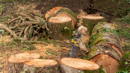 Young Yorkshire Terrier dog in the middle of a chopped tree