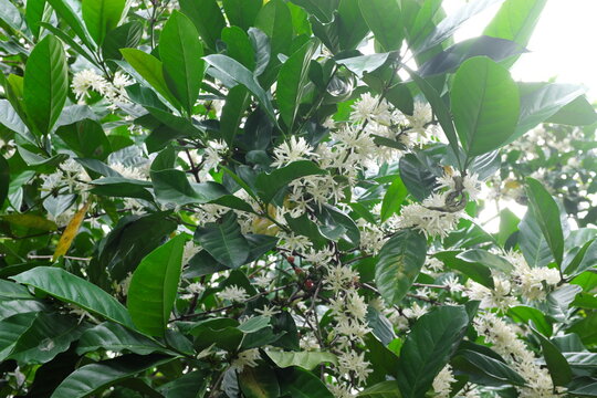 Selective focus of beautiful blooming or flowering white coffee tree flowers of liberica kape barako variety at morning in the Philippines.