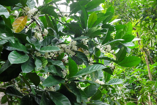 Selective focus of beautiful blooming or flowering white coffee tree flowers of liberica kape barako variety at morning in the Philippines.