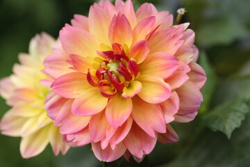 Pink and Yellow Dahlia