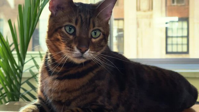 beautiful toyger cat with stripes and green eyes in apartment by window and plant