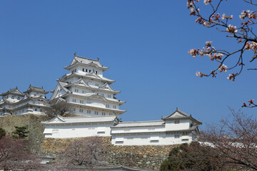 初春の姫路城と桜