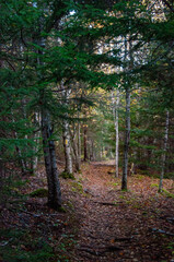 Forest path
