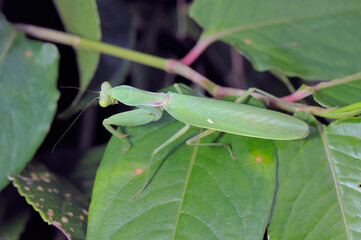 ハラビロカマキリ（沖縄県・石垣島）
