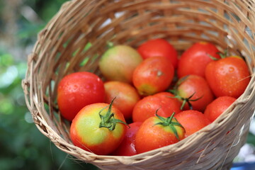 Several tomatoes  in the basket,close up.