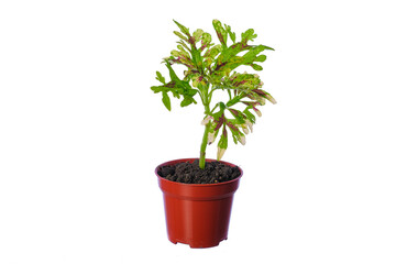 Obraz premium Beautiful coleus solenostemon plant isolated on white bckground