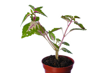 Beautiful  coleus solenostemon plant isolated on white bckground