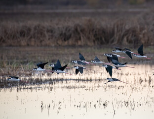Black-necked Stilts in Flight