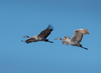Sandhill Cranes in Flight