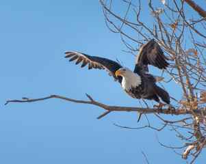 Bald Eagle Taking Flight