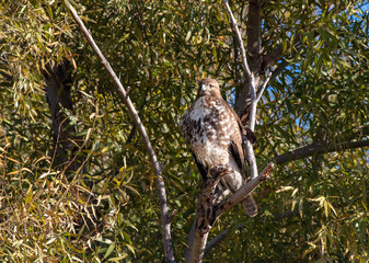 Red-tailed Hawk Perched