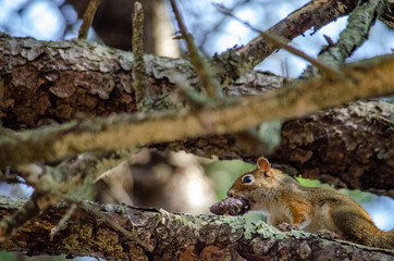 Red squirrel with cone