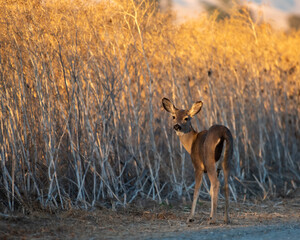 Black Tail Fawn