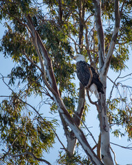 Bald Eagle in Eucalyptus Tree
